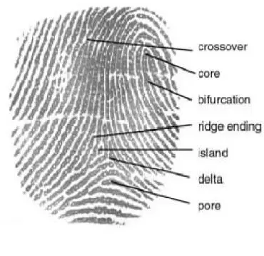 Fingerprint Characteristics