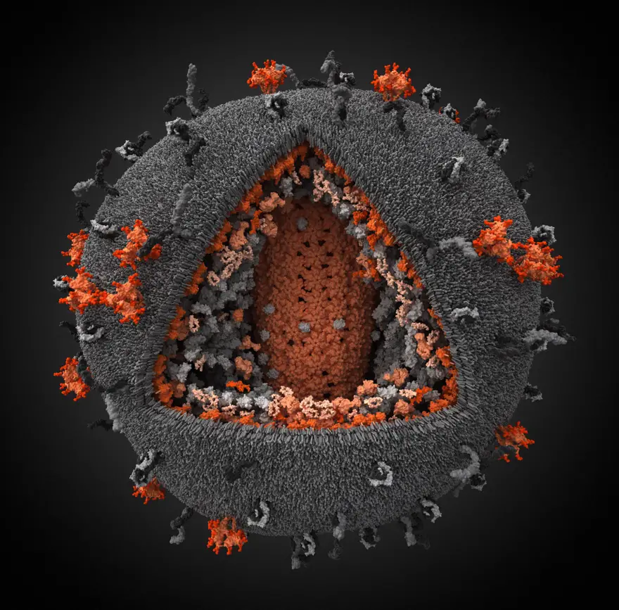 3-D Simulation of an HIV Particle 3-D Simulation of an HIV Particle