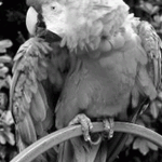 grayscale_image_of_a_bird How to represent grayscale image in MATLAB